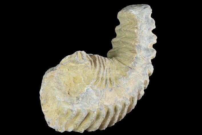 Cretaceous Fossil Oyster (Rastellum) - Madagascar #177732